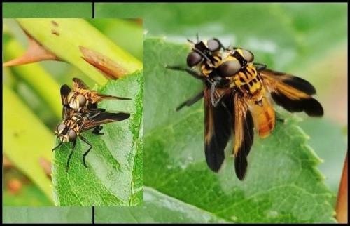 Trichopoda pictipennis